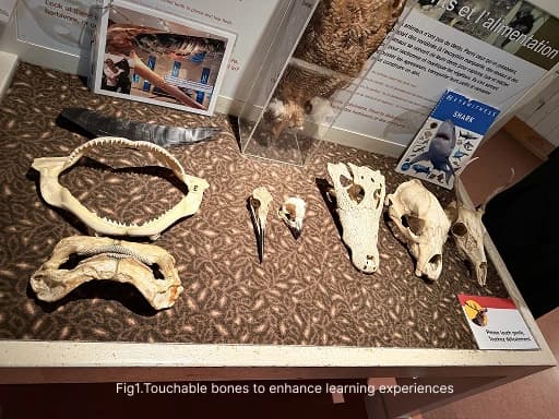 A touch display with animal jaws, skulls and other bone specimens arranged on a counter. A small sign asks visitors to touch gently.